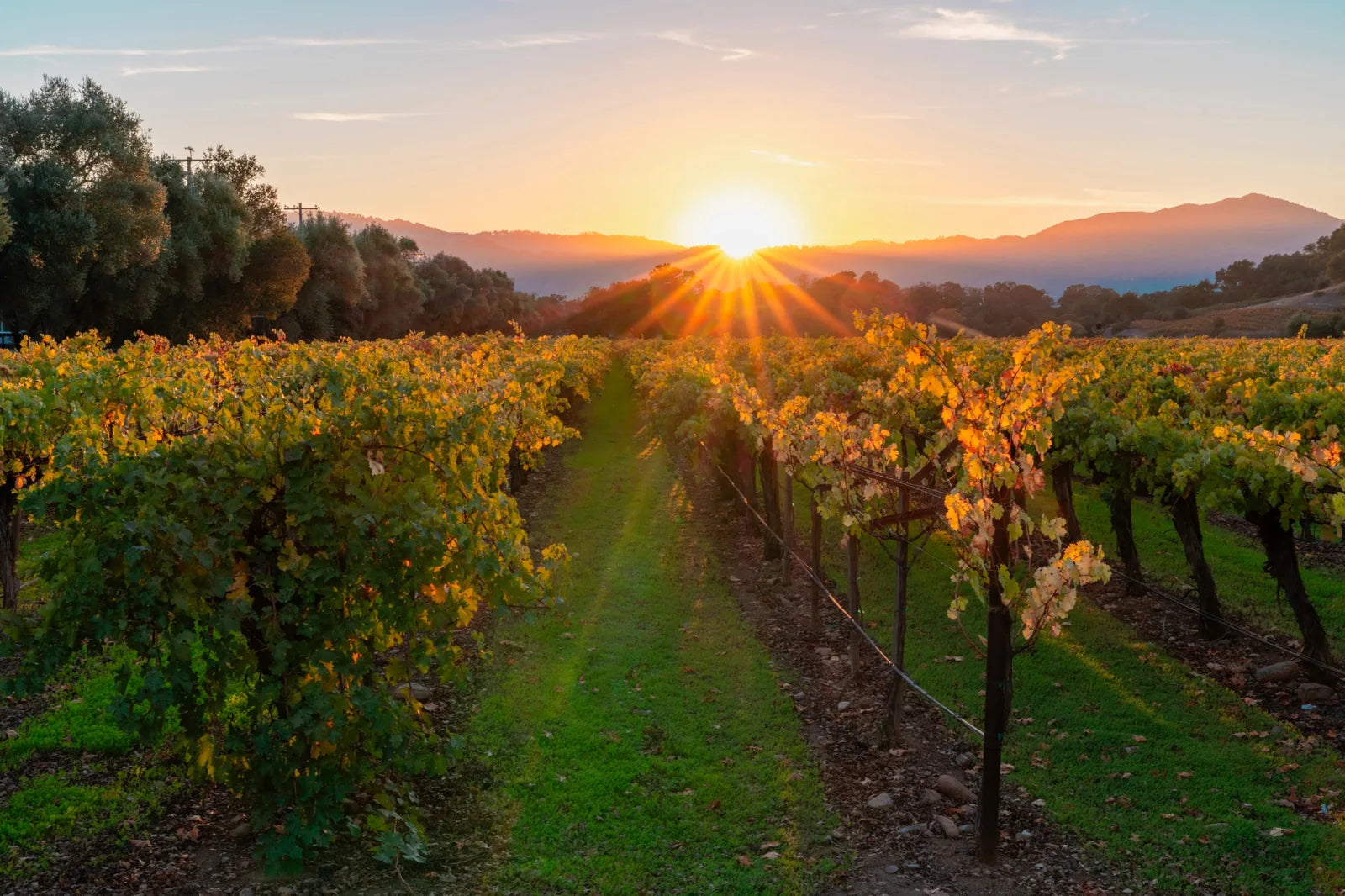 Sunset over a vineyard with rows of grapevines