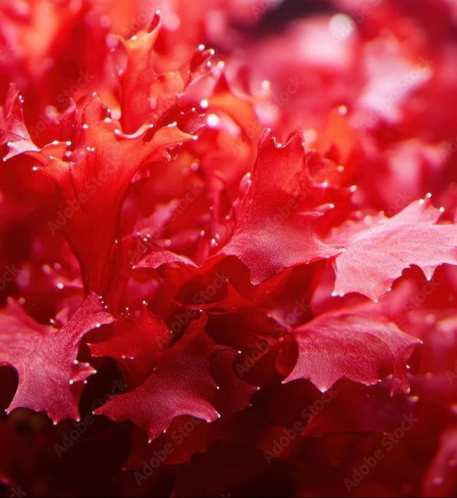 Close-up of red leaves with water droplets on a blurred background