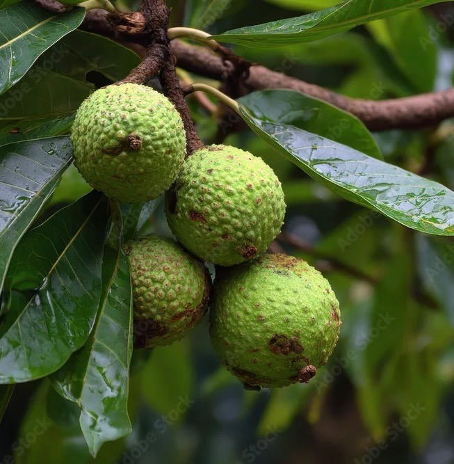 Green fruits on a tree branch with leaves