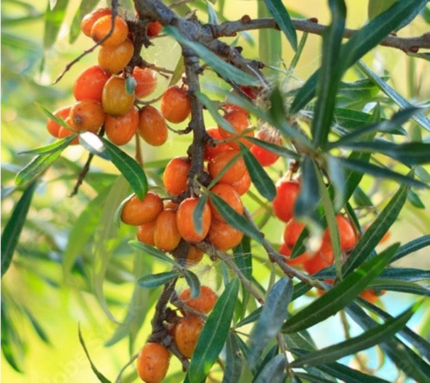 Orange berries on a branch with green leaves